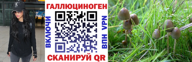 закладки Черемхово Галлюциногенные грибы мицелий